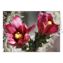 Cholla Bloom Greeting Card