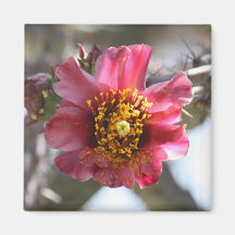 Cholla Bloom Magnet