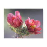 Cholla Bloom Postcard