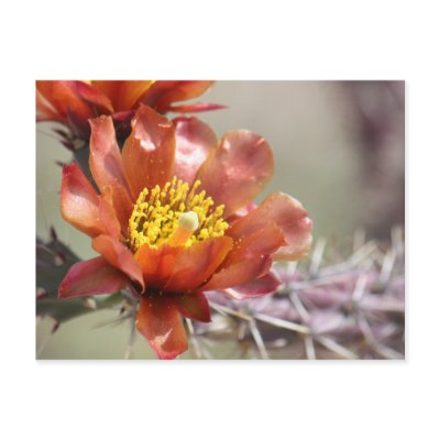 Cholla Bloom Postcard by poozybear