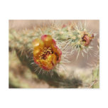 Cholla Cactus Bloom Postcard