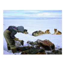 Chopping Walrus meat for dog food Post Cards