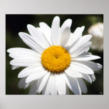 Chouchou de marguerite affiches