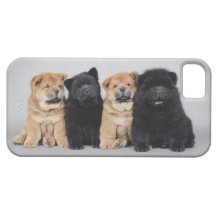 Chow chow puppies iPhone 5 cases