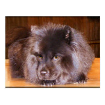 Chow Postcards
