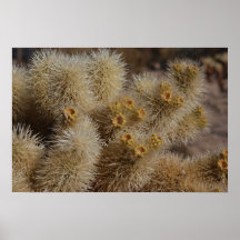 Choyalla Cactus Garden Posters