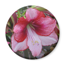 Christmas Amaryllis Magnet