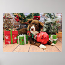 Christmas - Australian Shepherd - Molly Print