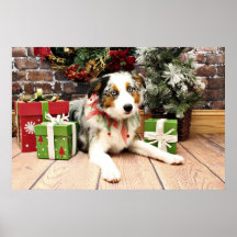 Christmas - Australian Shepherd - Ozzie Print