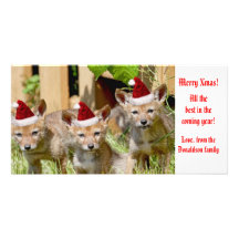 Christmas Baby Coyote Photo Picture Card