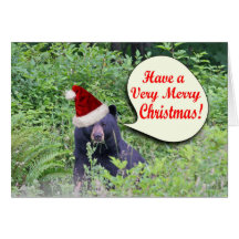 Christmas Bear Cards