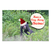 Christmas Bear Photograph
