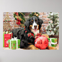 Christmas - Bernese Mountain Dog - Chloe Posters