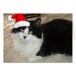 Christmas Black & White Kitty Cat Cards