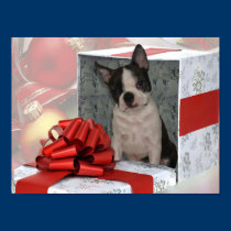 Christmas Boston Terrier Puppy posters
