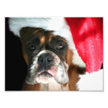 Christmas Boxer Dog Photograph