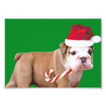 Christmas Bulldog Art Photo