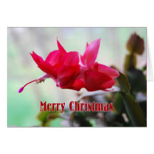 Christmas Cactus Merry Christmas Greeting Card