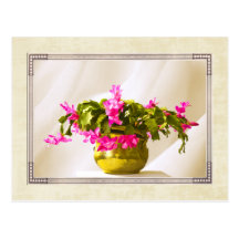 Christmas Cactus Photograph Postcard