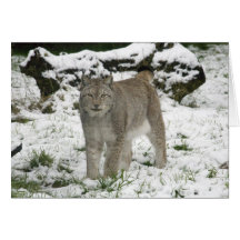 Christmas card - Siberian lynx