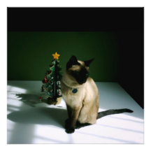 Christmas Cat Photo