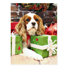 Christmas - Cavalier King Charles Spaniel - Poppy Post Card