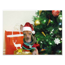 Christmas chihuahua dog photo print