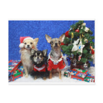 Christmas Chihuahuas Postcards