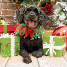 Christmas - Cockapoo - Trumbo Photo Sculpture
