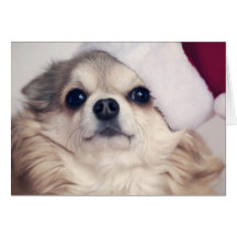 Christmas Doggy Cheer Cards