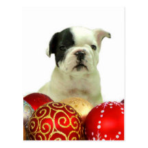 Christmas French Bulldog puppy Post Cards