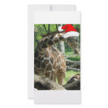 Christmas Giraffe photo cards