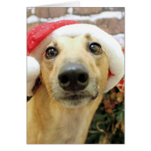 Christmas - Greyhound - Pena Greeting Cards