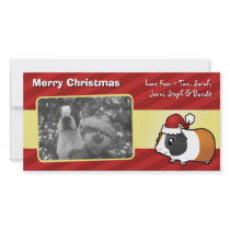 Christmas Guinea Pig (smooth hair)