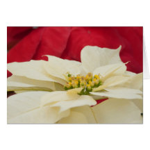 Christmas Holiday Card