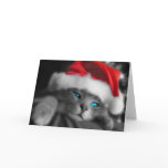 Christmas Kitten cards