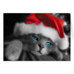 Christmas Kitten Card