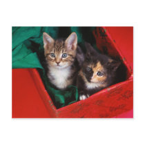 Christmas Kittens