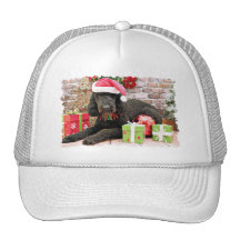 Christmas - LabraDoodle - Miller Hat