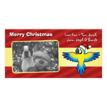 Christmas Macaw / Parrot Photo Cards