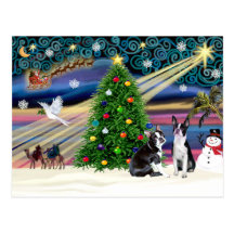 Christmas  Magic-Boston Terrier (2) Postcard