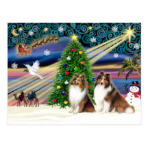 Christmas Magic Shetland Sheepdogs (2 Sable) Post Card
