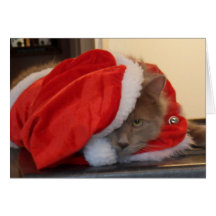 Christmas Maine Coon Card