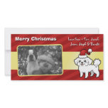 Christmas Maltese (puppy cut) photo cards