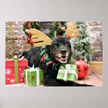 Christmas - Mixed Breed - Harry Poster