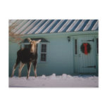 CHRISTMAS MOOSE POST CARDS