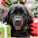 Christmas - Newfoundland - Izzie Photo Sculptures