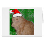 Christmas Orange Tabby Kitten Cards