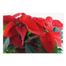 Christmas Pointsettia Photo Print