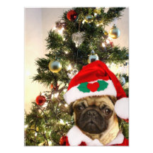 Christmas Pug dog Photo